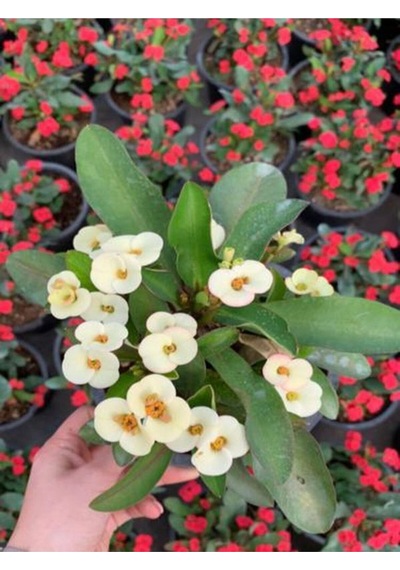 Euphorbia Milii White Dikenler Tacı Beyaz Ev Ofis Salon Iç Mekan Bitkisi - 25 Cm
