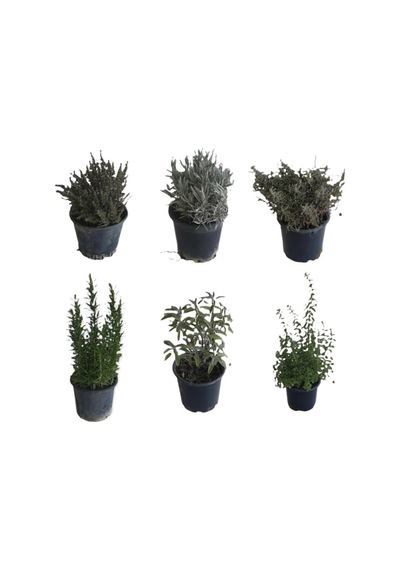 Aromatik Bitkiler, Mis Kokulu, 6'lı Set, Mercan Köşk, Lavanta, Lavantin, Biberiye, Kekik, Adaçayı