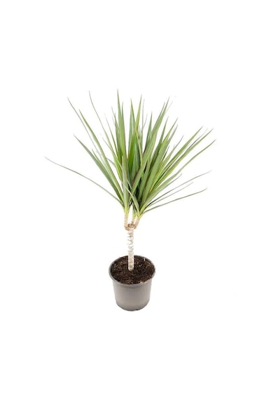 Dracaena Marginata Tekli Yeşil