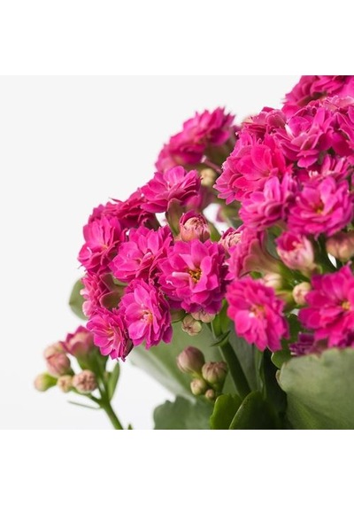 Ikea Kalanchoe Canlı Bitki, Çok Renkli, 10.5 Cm, Kalanchoe Calandiva