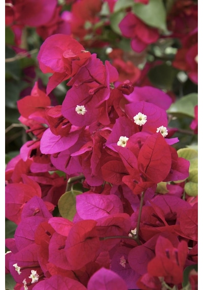Bougainvillea Sarmaşık - Begonvil Sarmaşık Kırmızı 20-25 Cm 1.kalite Özel Ürün
