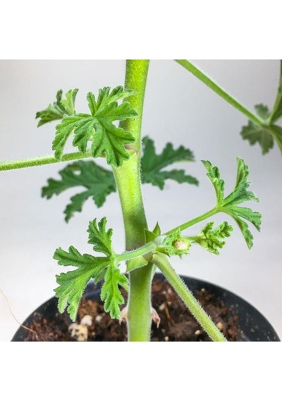 Pelargonium Graveolens - Itır Bitkisi Mis Kokulu 8.5 Cm Saksıda