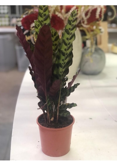 Calathea Lancifolia - Çıngıraklı Yılan Bitkisi 2118