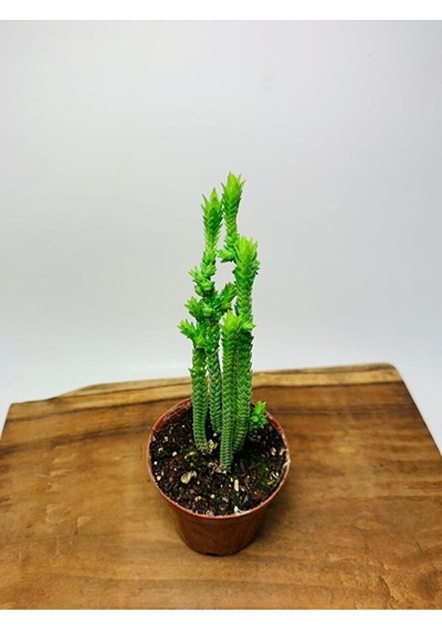 Crassula Muscosa Variegata Prenses Çamı Beyaz Pembe Tür