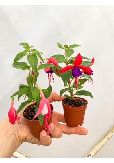 Küpeli Fuchsia Çiçeği Fidanı 10-20 Cm