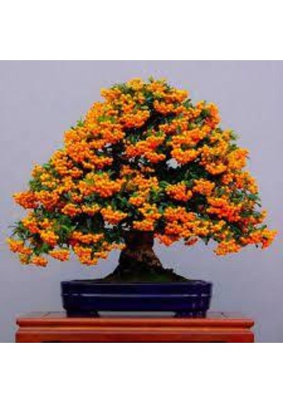 5 Adet Tohum Nadir Ateş Dikeni Bonsai Ağaç Tohumu Ateş Diken Tohum Saksı Toprak Hediyemizdir..