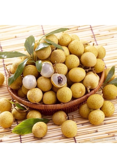 Longan Fidanı 5 Yaş 100 Cm Yerli Üretim Ve Aşısız
