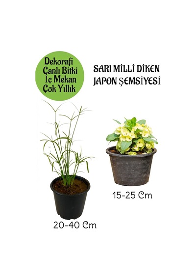 Japon Şemsiyesi 1 Adet Saksılı+ Sarı Milii Dikenler Tacı1 Adet Saksılı Salon Bitkisi