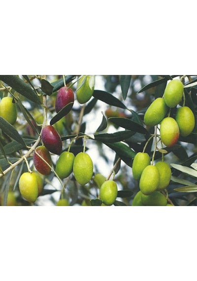 2 Yaş Tüplü Sarı Ulak Zeytin Fidanı Boy 130-150 Cm
