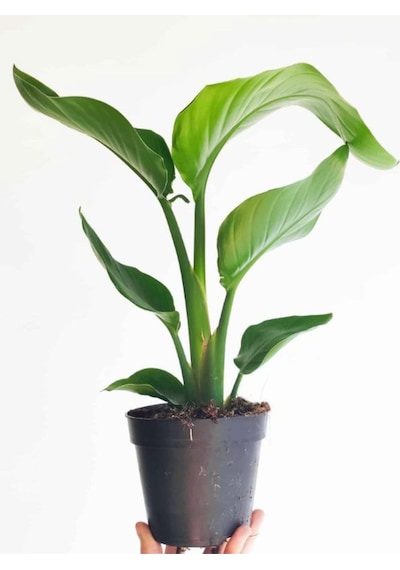 Strelitzia Cennet Kuşu Çiçeği 1 Adet Saksılı 10-30cm Mini Boy Starliçe Çiçeği