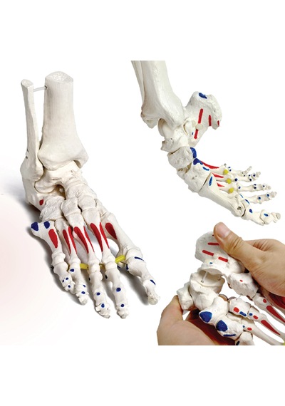 Kinematik Ayak İskeleti Modeli, Kas Başlangıç Ve Bitiş Noktaları Boyanmış, Elastik Bağlantılı, Gerçek Boyutlu - Ayak Eklemi Maketi 01 Kinematik Ayak İskeleti Modeli, Kas Başlangıç Ve Bitiş Noktaları Boyanmış, Elastik Bağlantılı, Gerçek Boyutlu - Ayak Eklemi Maketi 01