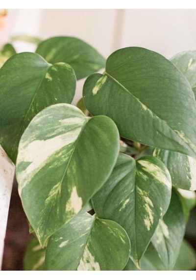 Serada Decor Plant Patos Sarmaşık Salon Sarmaşığı Askılı Saksıda