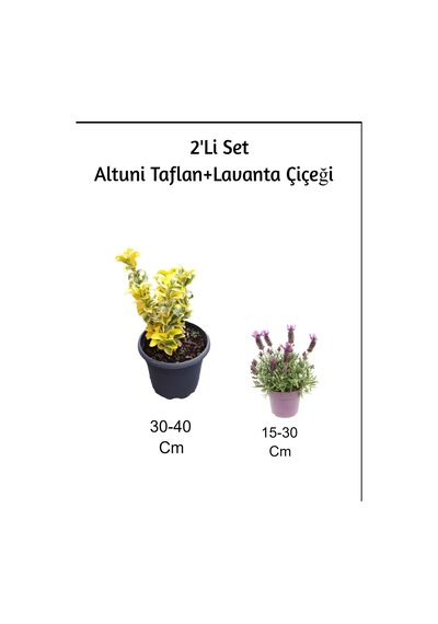 Altuni Taflan+ Lavanta Çiçeği 2'li Set Dış Mekan Bitkisi