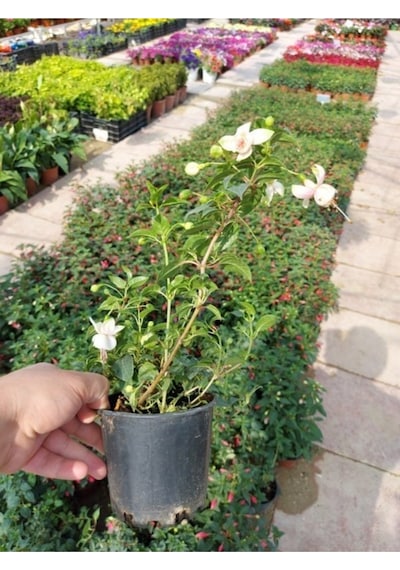Saksılı Beyaz Küpeli Çiçeği 12 Cm'lik Saksıda