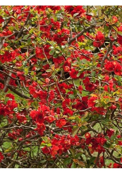Videolu Canlı Kırmızı Renk 1 Adet Bahar Dalı Çiçeği Fidanı 40-60cm Saksılı Spring Branch Flower