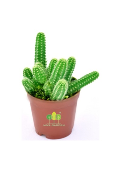 Echinopsis Chamaecereus Yılan Kaktüs