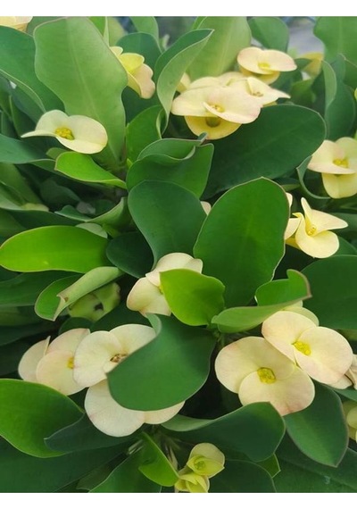 Krem Renk Ithal Dikenler Tacı 1 Adet Saksılı 20-40cm Çiçekli Kaktüs Euphorbia