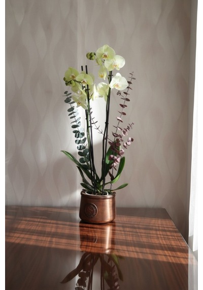 Premium Lime Limon Üç Dallı Canlı Orkide 72cm