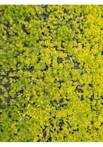 Sarı Sedum 5 Adet - Yer Örtücü Çok Yıllık Bitki