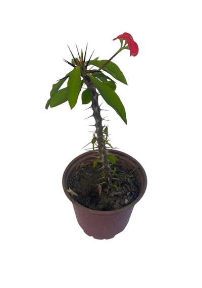 Kırmızı Milli Dikenler Tacı 10-20cm 1 Adet Saksılı
