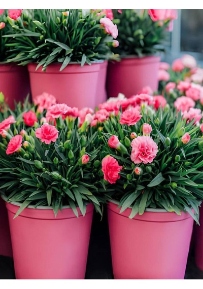 Videolu Pembe Kokulu Karanfil Fidanı 1 Adet Saksılı 15-30cm Salon Bitkisi Dianthus Caryophyllus