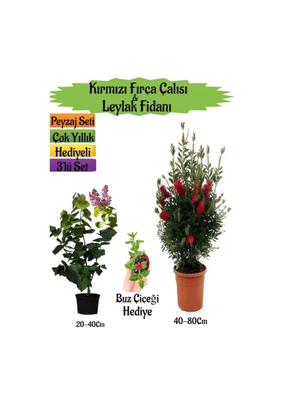 Kırmızı Fırça Çalısı+kokulu Mor Leylak Fidanı+buz Hediyeli Peyzaj Seti