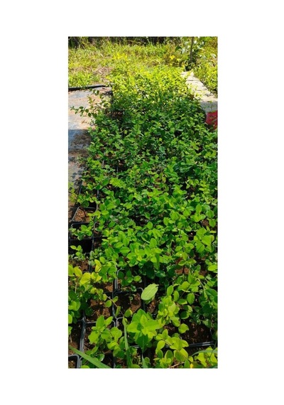 Kış Hanımeli Fidanı, Lonicera Fragrantissima, 20 Cm Ve Üzeri, Yaprak Döken, Limon Kokulu Çiçekli, 1-3 Metre Büy Çok Renkli