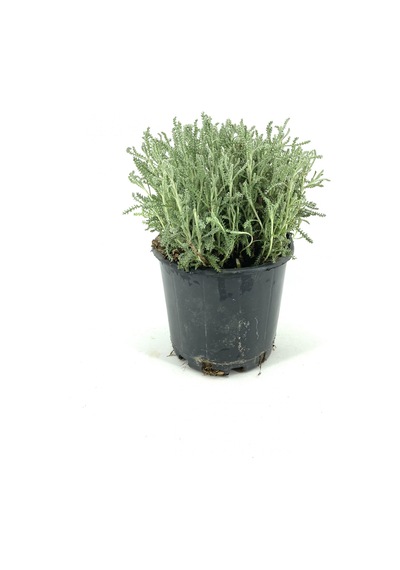 Lavantin 10-15 Cm Saksıda