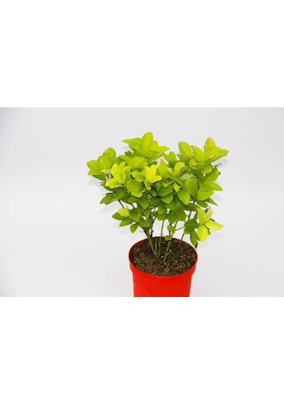 Kırmızı Saksıda Gold Taflan Euonymus 10 Adet