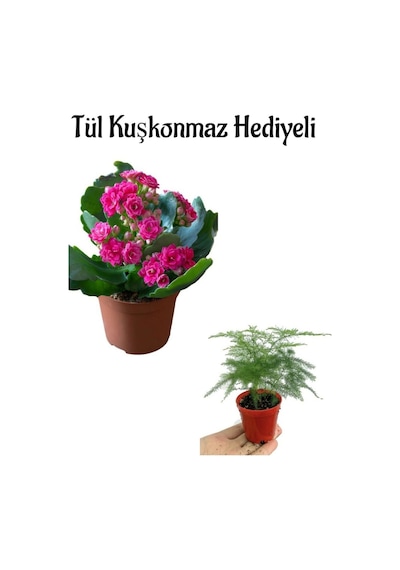 Anneler Gününe Özel Hediyelik Pembe Renk Kalanşo Çiçeği Tül Kuşkonmaz Hediyeli