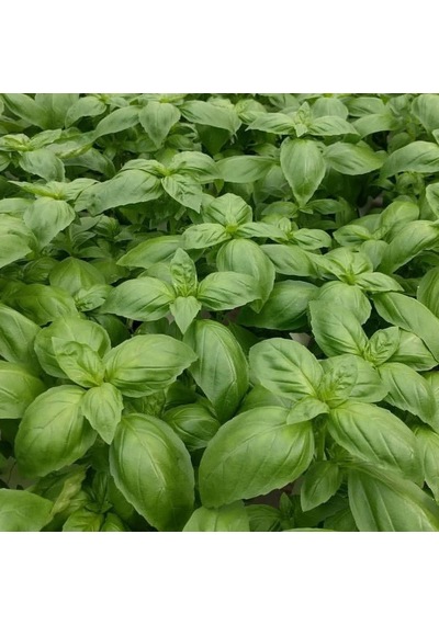 Dogal GReen Geniş Yapraklı Aromatik Fesleğen Tohumu 50 Tohum