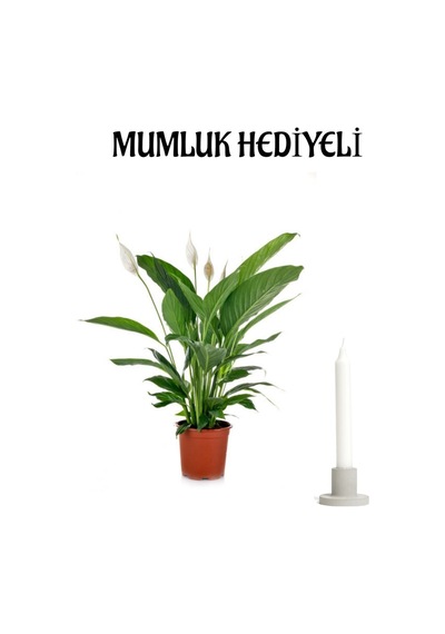 Sevgiler Gününe Özel Beyaz Barış Çiçeği Mumluk Hediyeli Ofis Bitkisi
