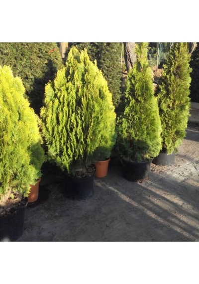 Doğu Mazı Çamı 150 Cm Boyunda