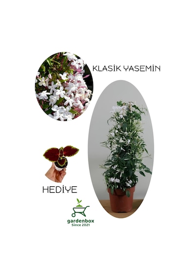 Mis Kokulu Ada Yasemini Çiçeği 1 Adet Saksılı/tüplü 30-60cm +yaprak Güzeli