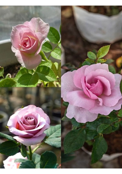Yediveren Yavruağzı Rengi 15 30 Cm 2 Adet Tüplü/saksılı Aşılı Gül Turquoise Rose