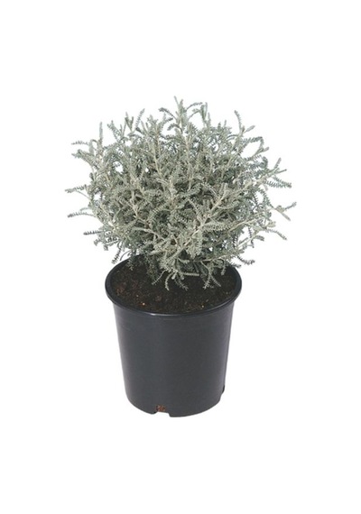 Videolu Yoğun Kokulu 1 Adet Lavantin Çiçeği Fidanı 40-60cm Saksılı Lavender Flower