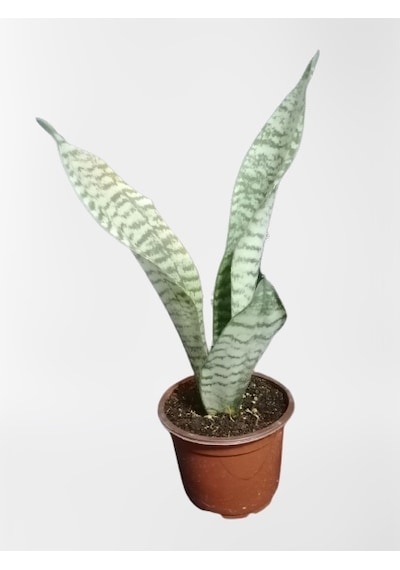 Serada Decor Plant Mini Paşa Kılıcı Sansevieria 30-40cm