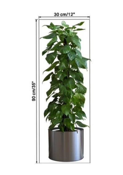 Saksılı Bitki Desenli Yapışkanlı Duvar Dekoru Stickerı 90x30 Cm Yeşil