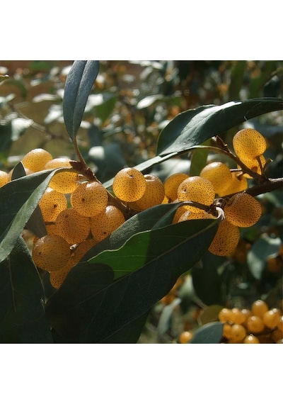 Tüplü Sarı Elaeagnus Umbellata Fortunella Şifalı Güz Zeytini Fidanı