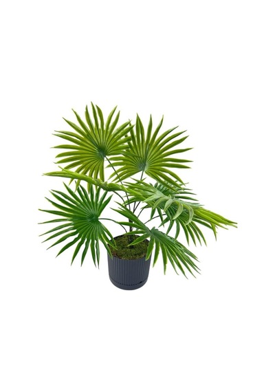 Yapay Salon Bitkisi Fan Palmiye 50 40cm 8yaprak Plastik Antrasit Saksıda Yeşil