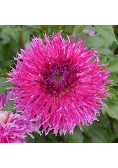 Dev Çiçekli Dentelle D Forestier Dahlia Yıldız Çiçeği Soğanı Yum