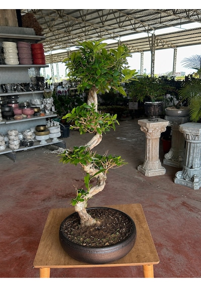 Taş Saksı S Gövde Ginseng Bonsai 80cm