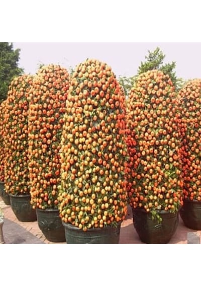 Bodur Mandalina Ağacı Tohumu 3 Tohum + Tohum