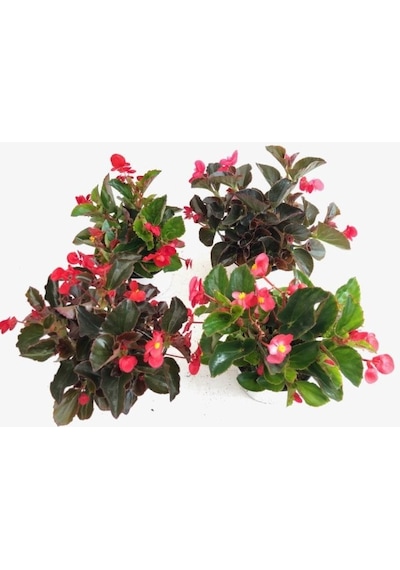 Begonya Begonia Kırmızı Renk 30 Adet