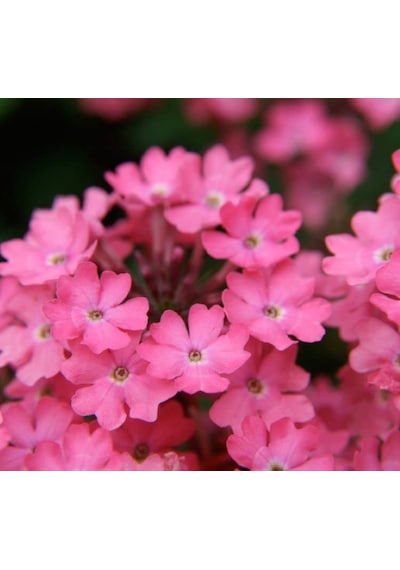 Pembe Mine Çiçeği F1 Tohumu 20 Tohum 58906173