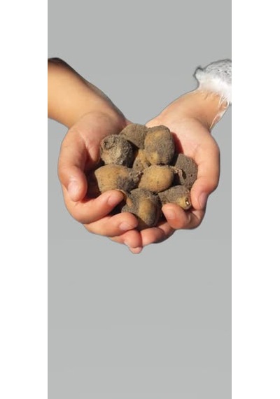 Dogal Salep Fidanı 5 Kg Serapies