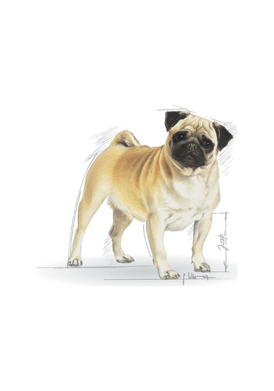 Pug 25 Pug Irkı Özel Maması 1,5 Kg