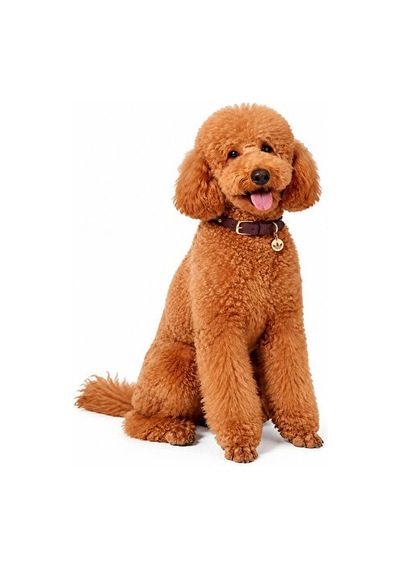 Adidas Pet Collar Tasma Ky8799 Kırmızı