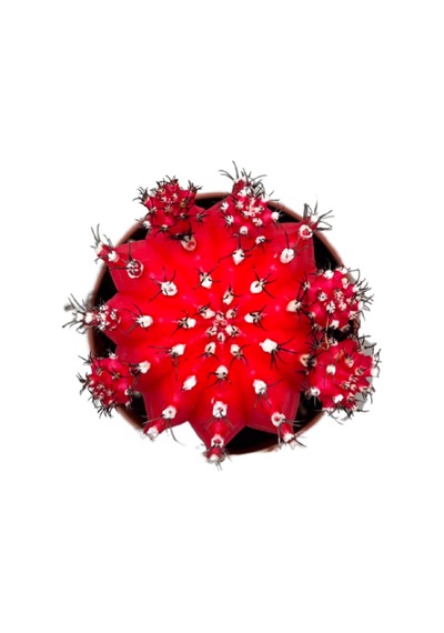 Gymnocalycium Mihanovichii - Kırmızı 1 Adet