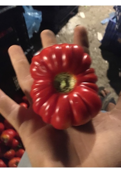 Yerli Köy Domatesi Tohumu